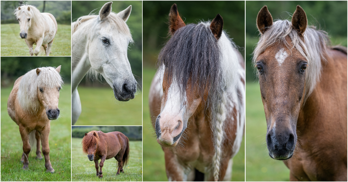 MTAR Equestrian Centre